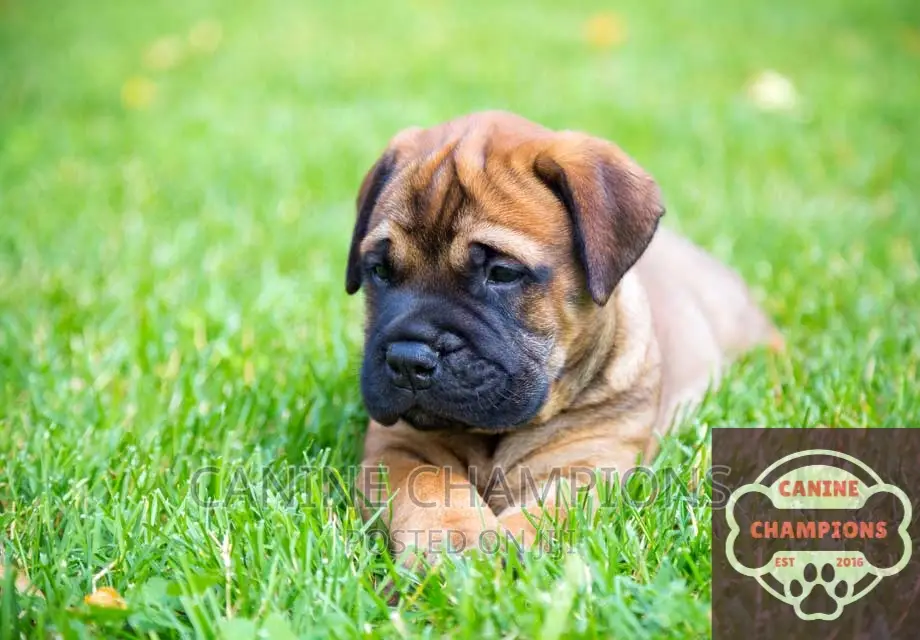 1-3 months Male Purebred Bullmastiff