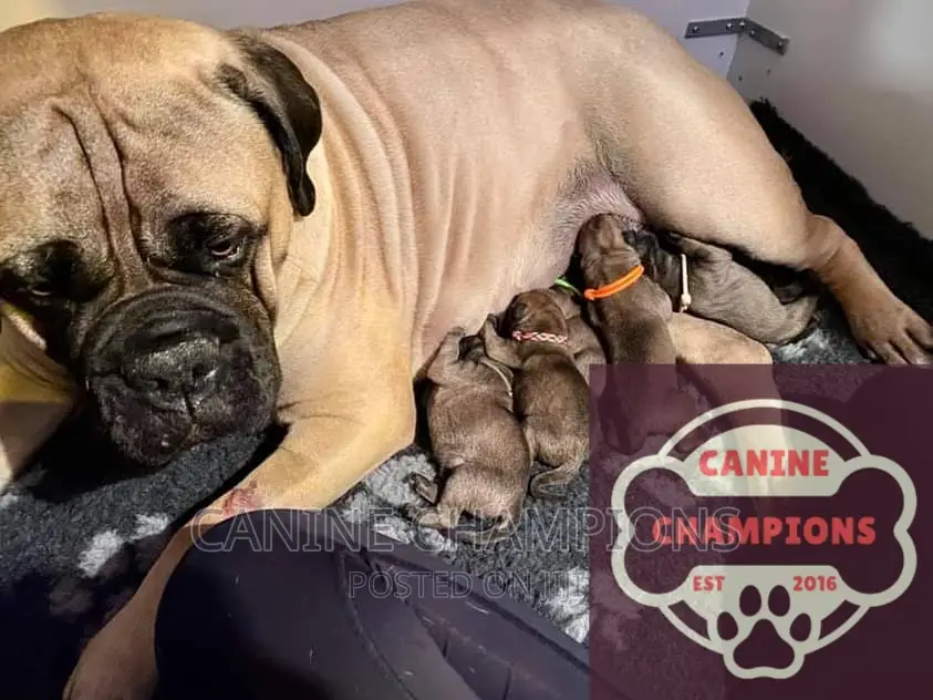 1-3 months Male Purebred Bullmastiff