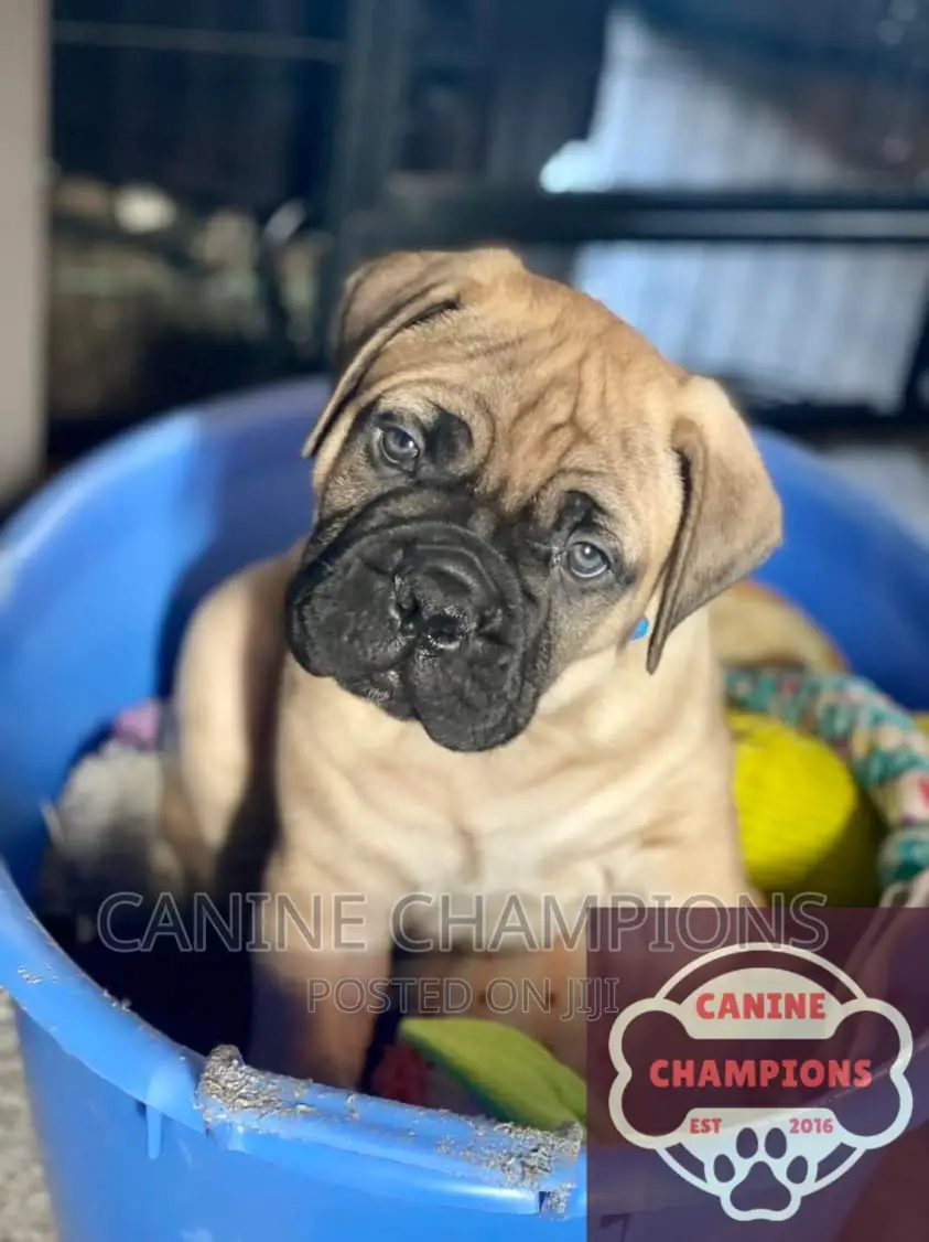 1-3 months Male Purebred Bullmastiff