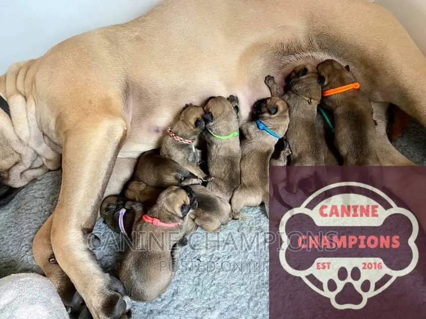 1-3 months Male Purebred Bullmastiff