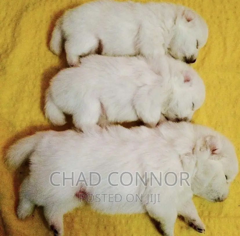 1-3 months Female Purebred Japanese Spitz