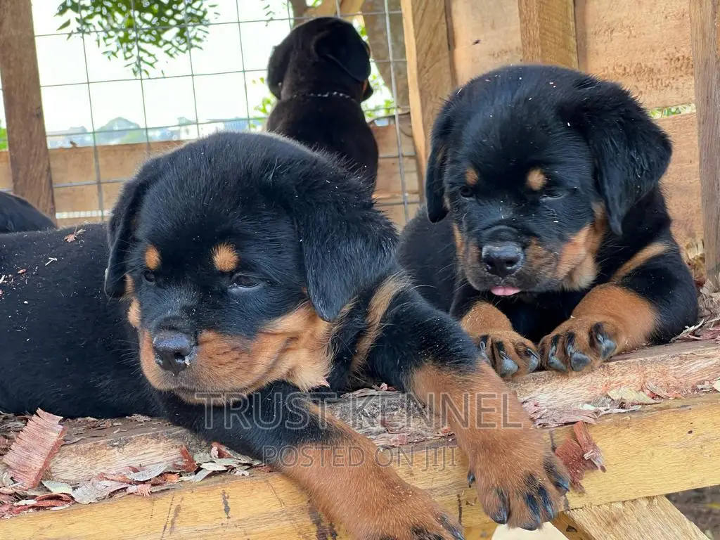 1-3 months Female Purebred Rottweiler