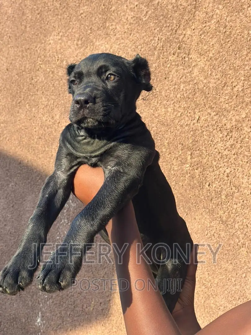 1-3 months Female Purebred Cane Corso