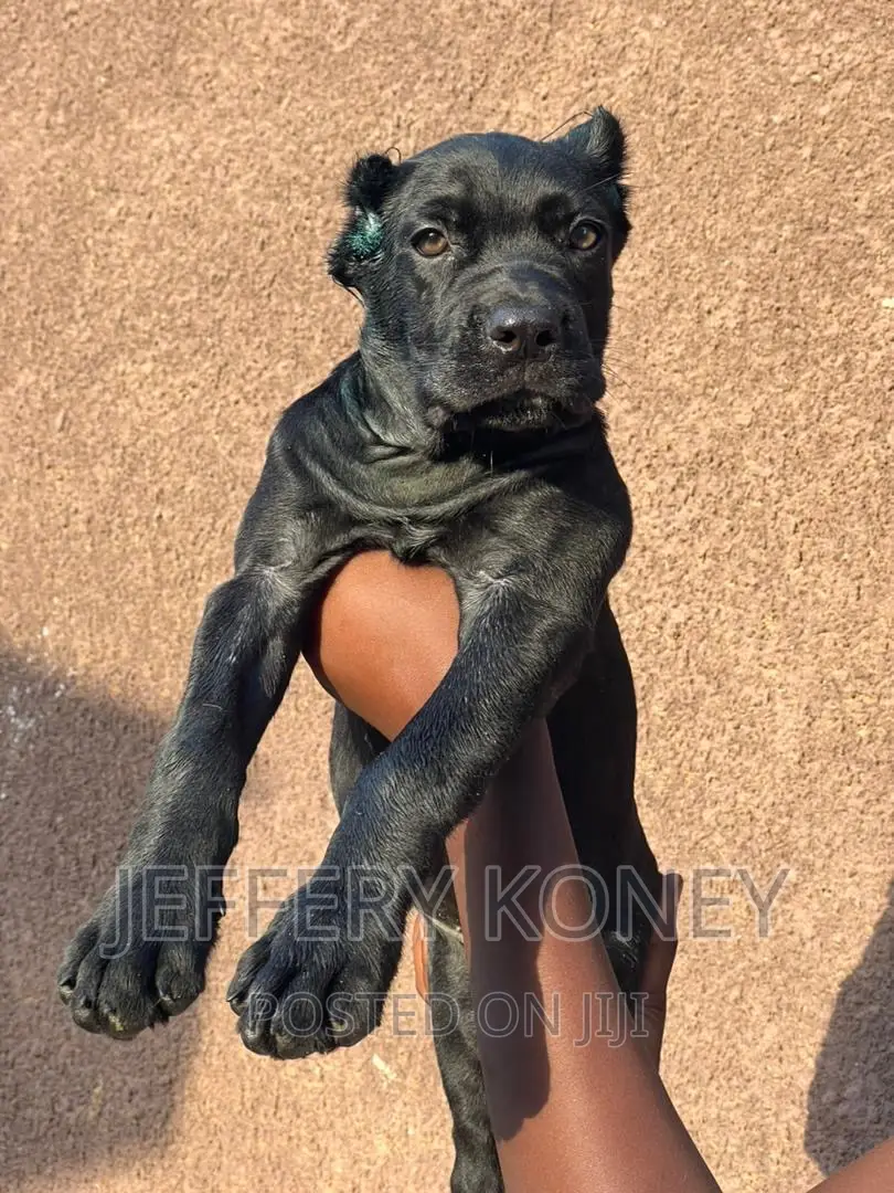 1-3 months Female Purebred Cane Corso