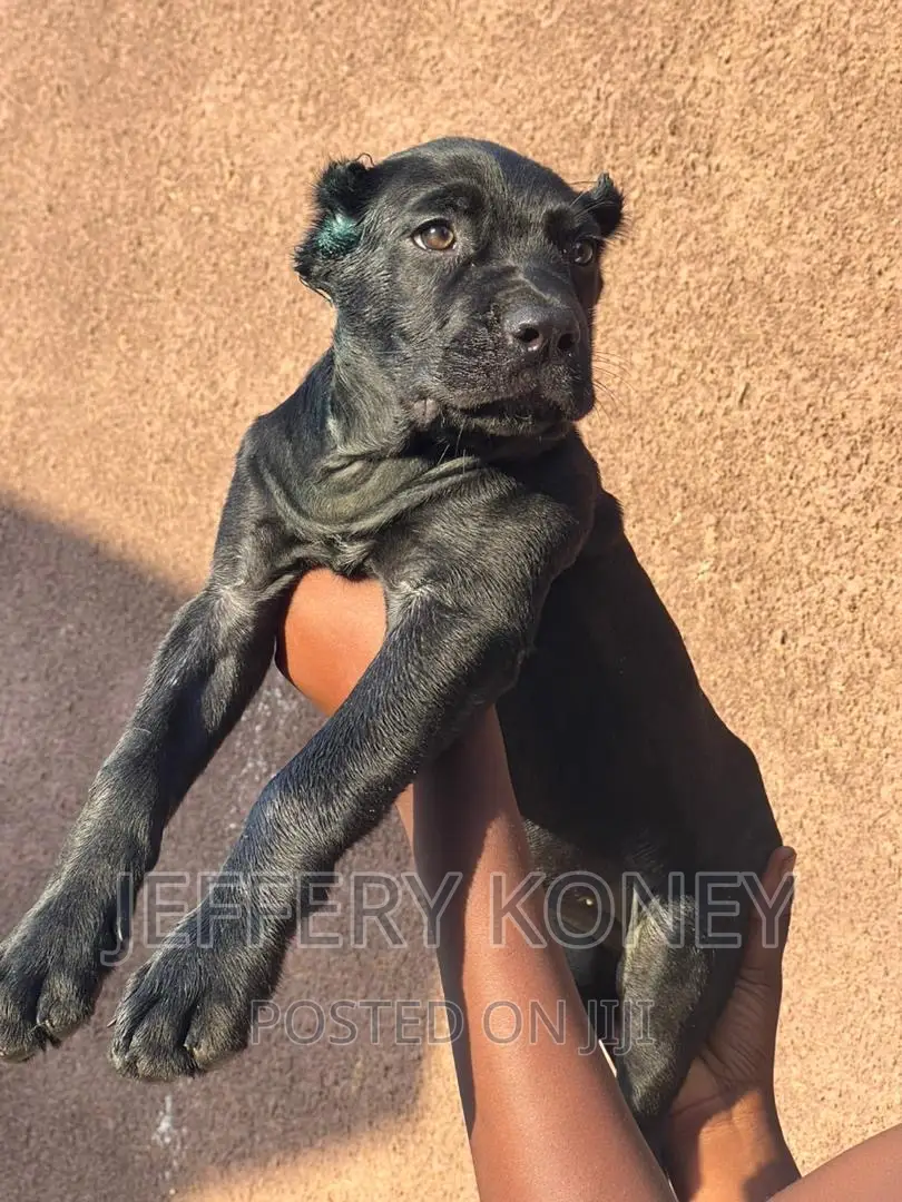 1-3 months Female Purebred Cane Corso