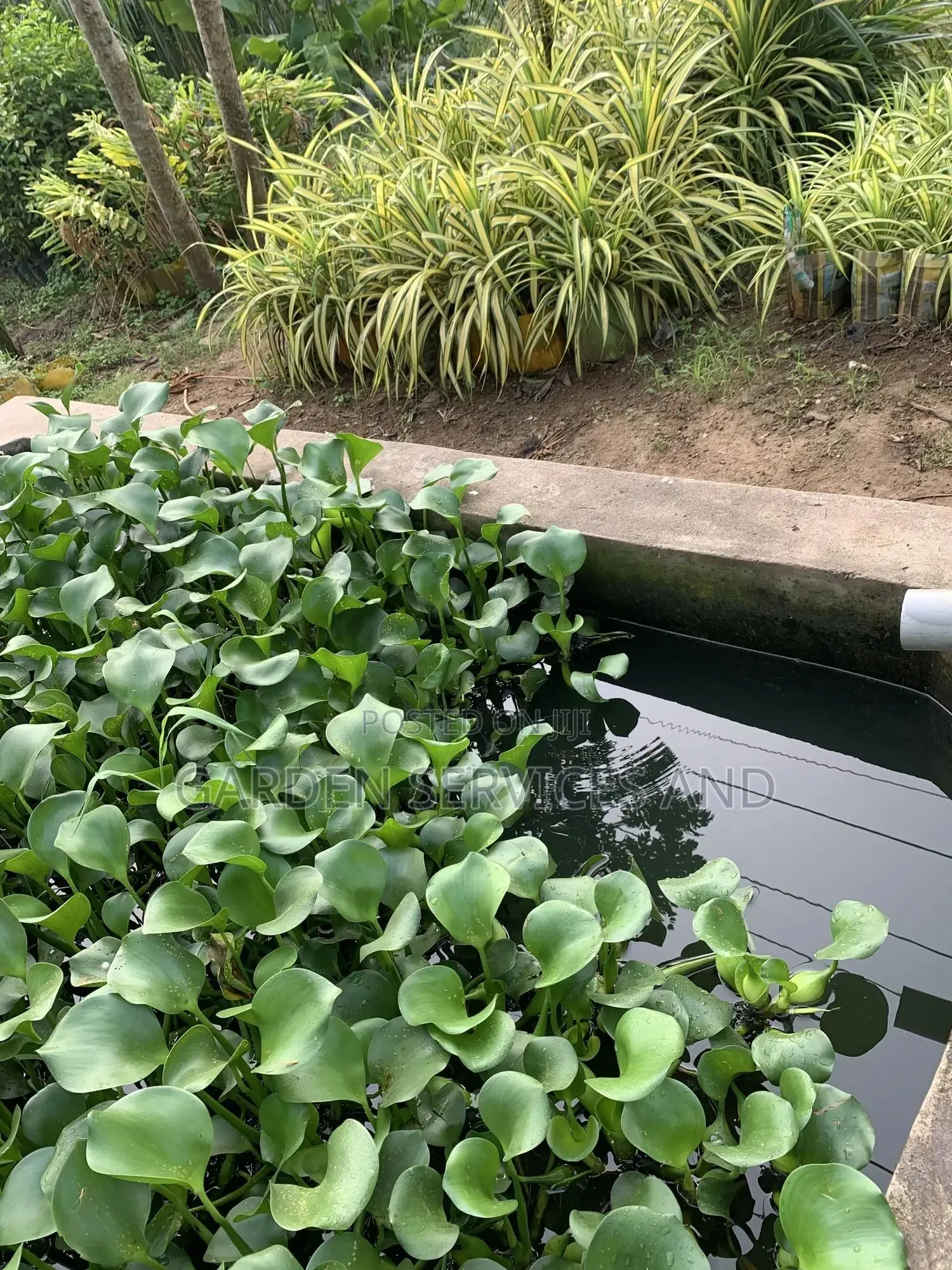 Water Plants for Sale