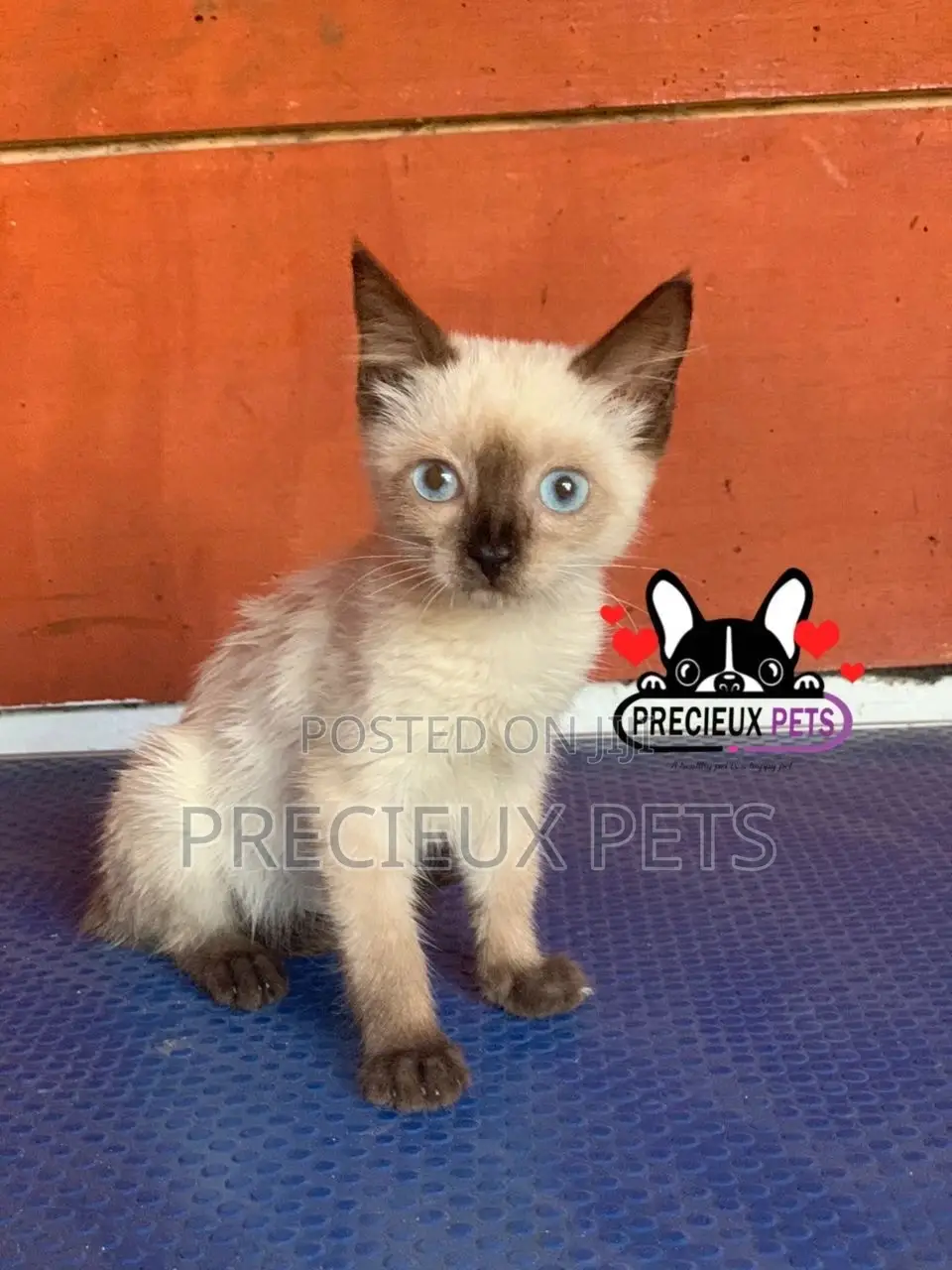 1-3 months Female Purebred Siamese