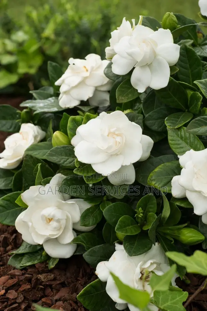 Gardenia for Sale