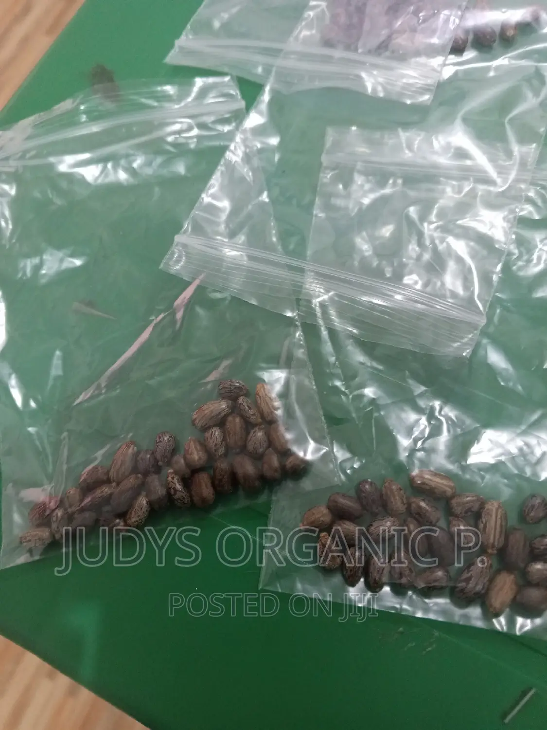 Castor Seeds
