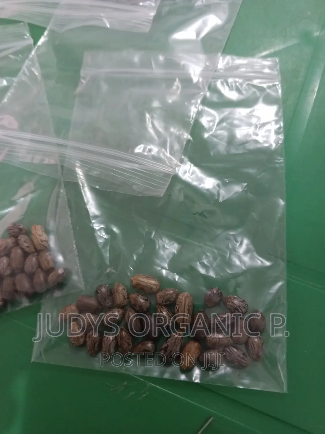 Castor Seeds