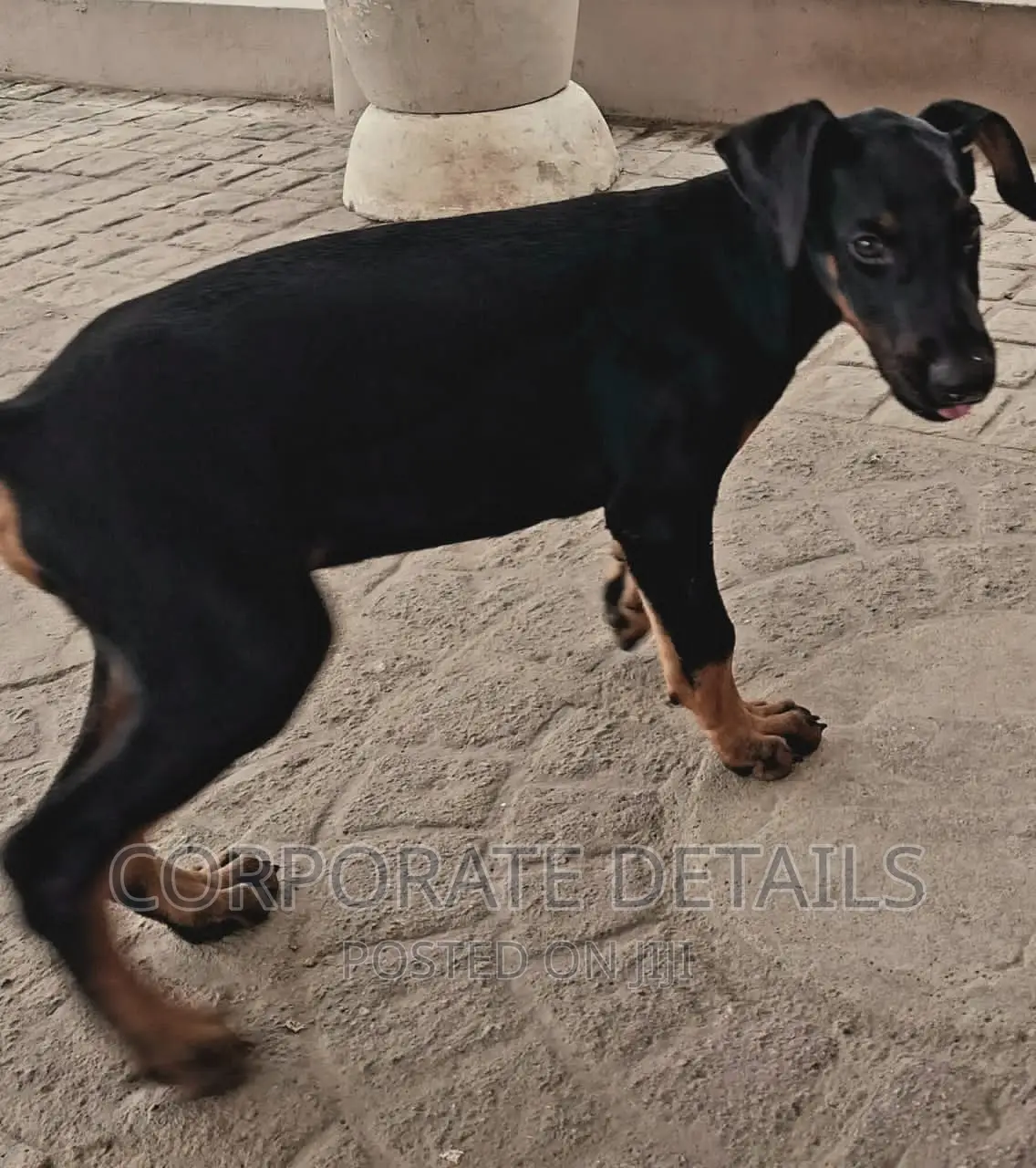 1-3 months Male Purebred Doberman Pinscher