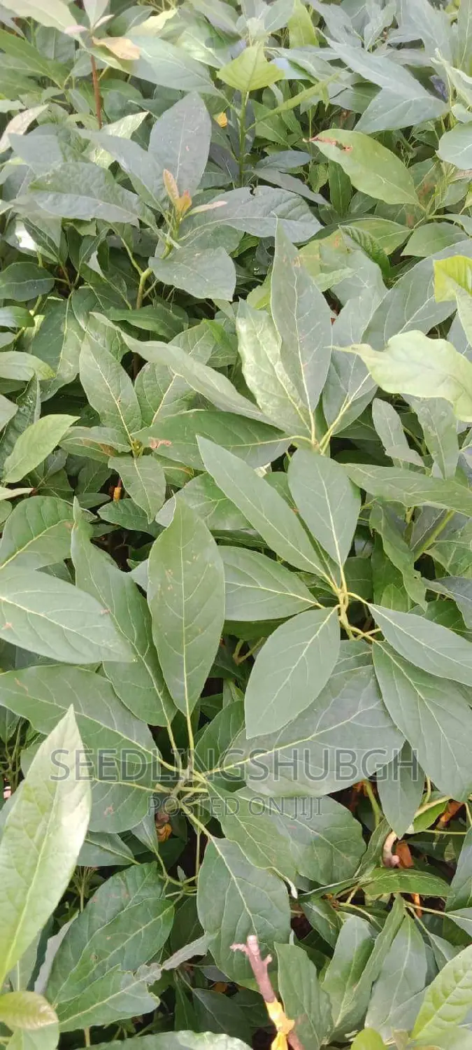 Hass Avocado Seedlings Available
