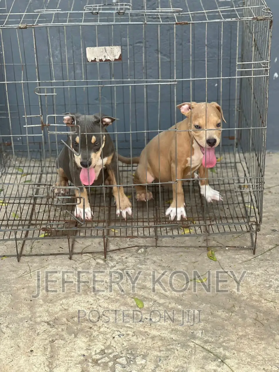 1-3 months Female Purebred American Bully