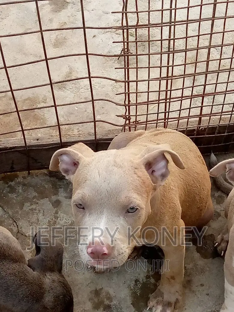 1-3 months Male Purebred American Pit Bull Terrier