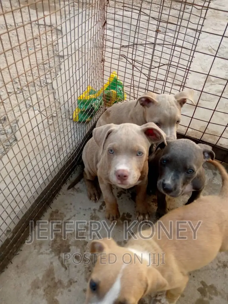 1-3 months Male Purebred American Pit Bull Terrier