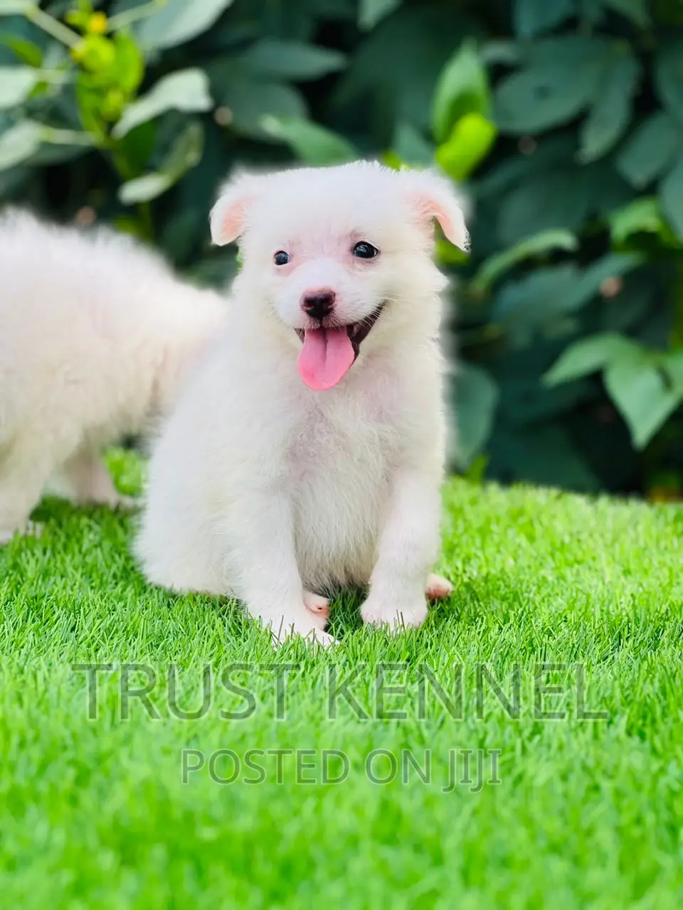 1-3 months Male Purebred American Eskimo