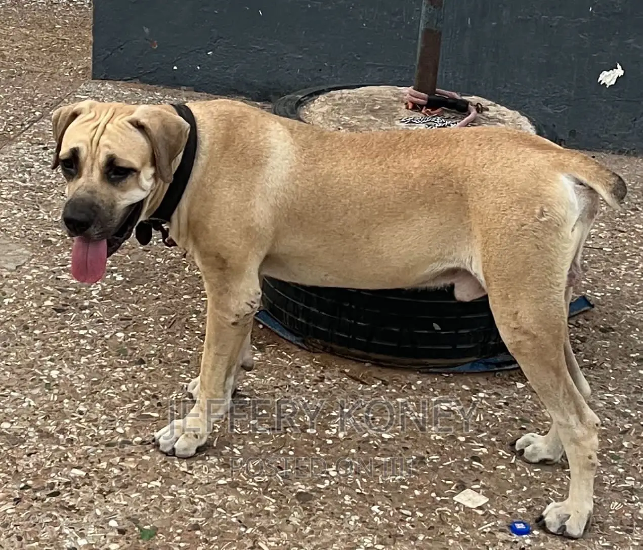 1+ year Male Purebred Boerboel