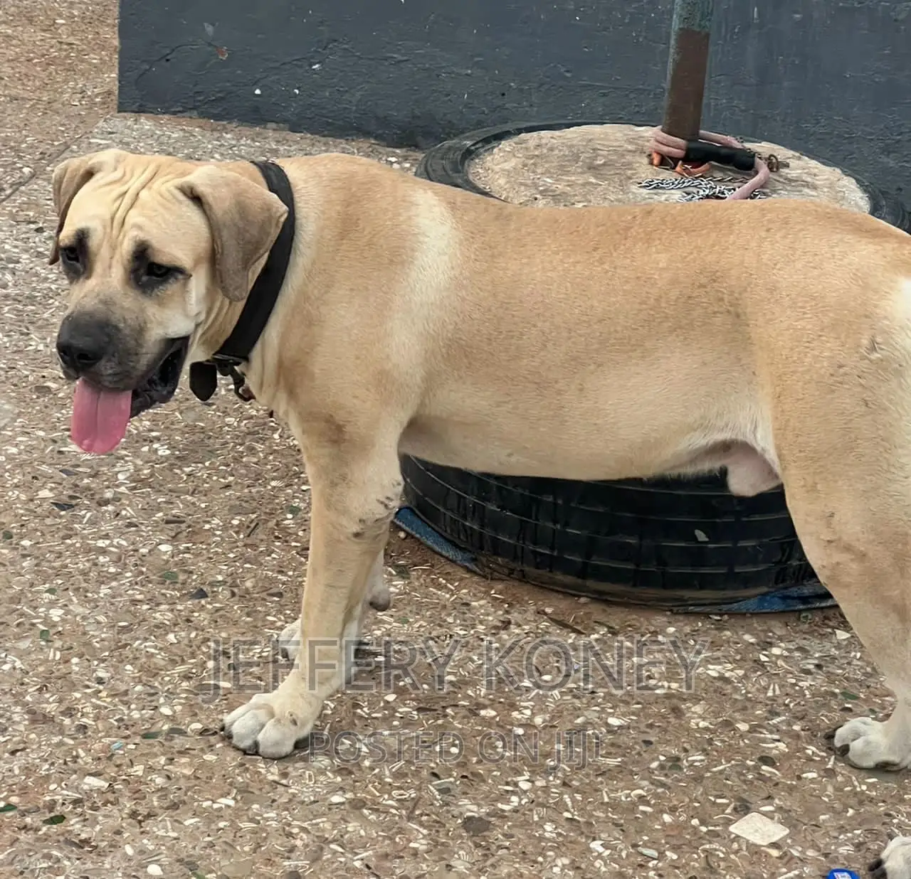 1+ year Male Purebred Boerboel