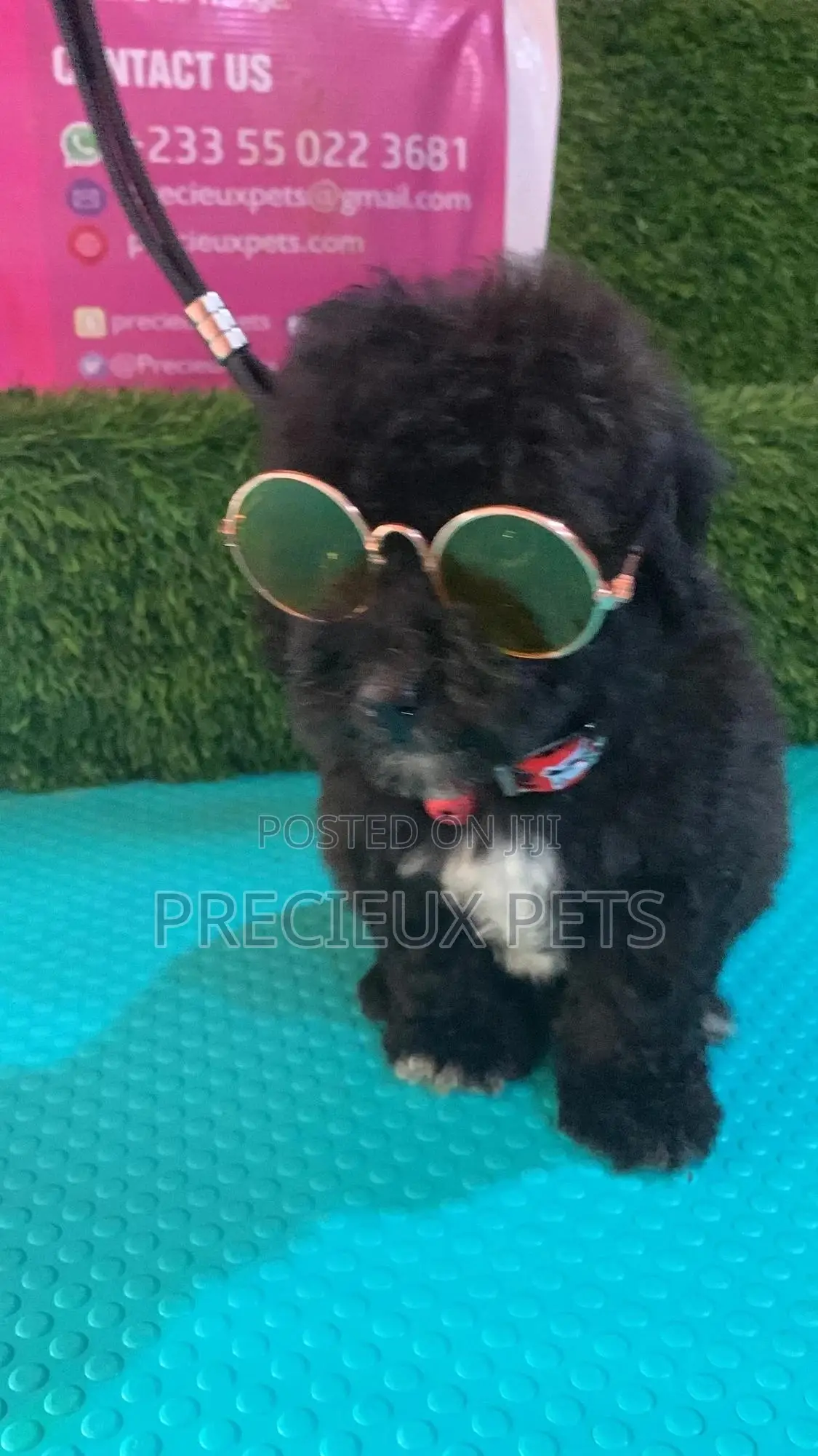 1-3 months Male Purebred Poodle