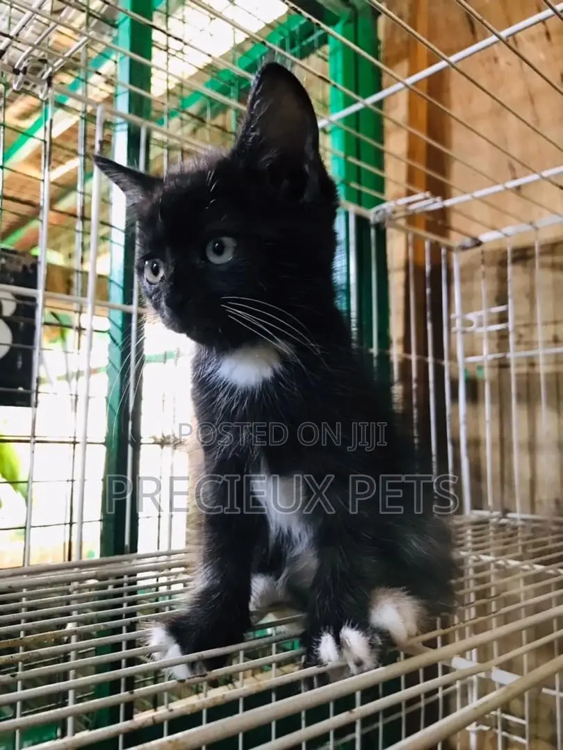 1-3 months Male Mixed Breed Turkish Van