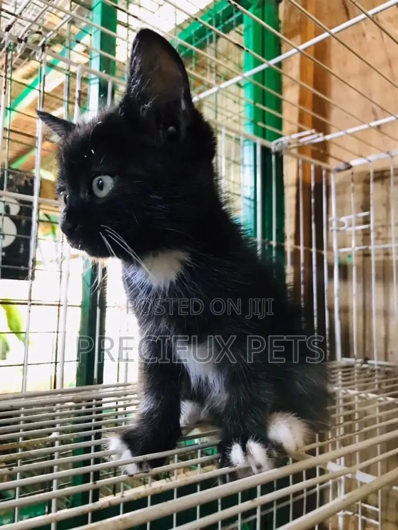 1-3 months Male Mixed Breed Turkish Van
