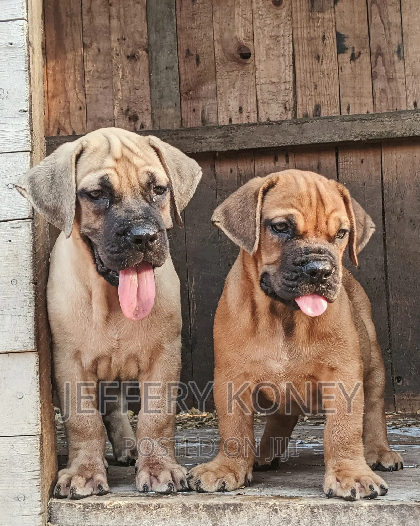 1-3 months Female Purebred Boerboel