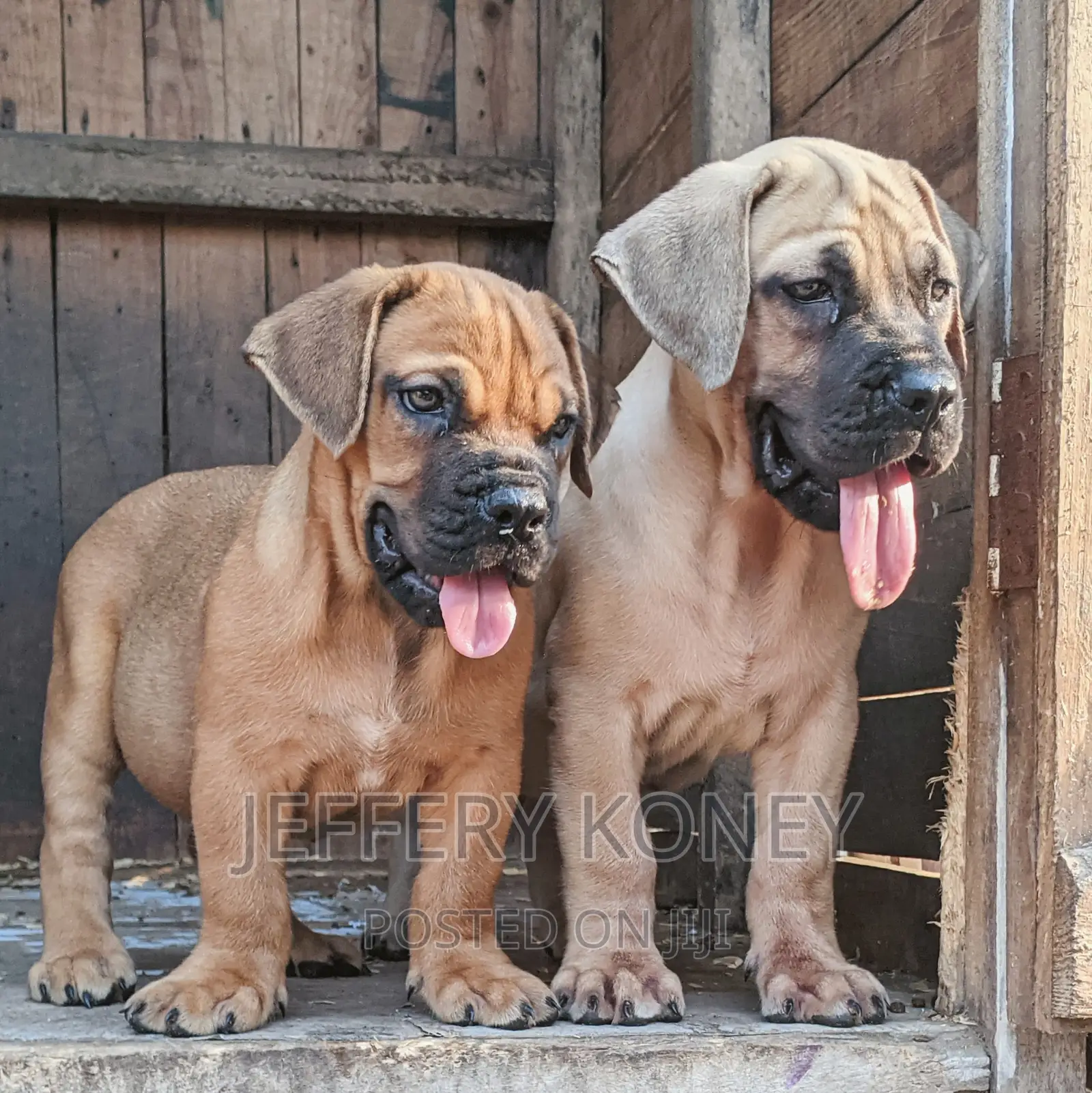 1-3 months Female Purebred Boerboel