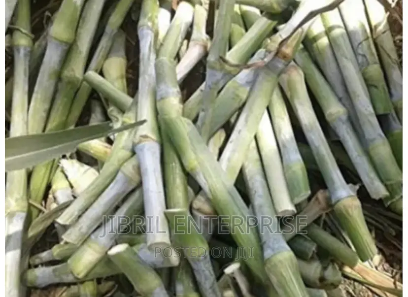 African Sweet Sorghum, (Sorghum Bicolor)