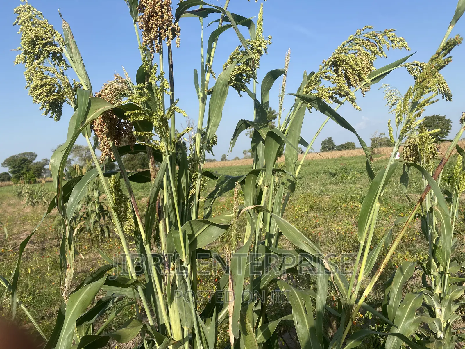 African Sweet Sorghum, (Sorghum Bicolor)