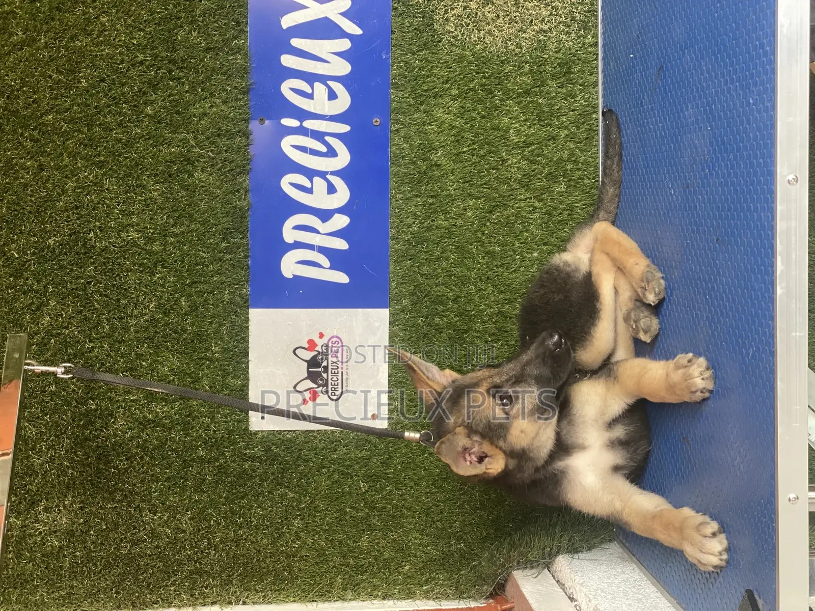1-3 months Male Purebred German Shepherd