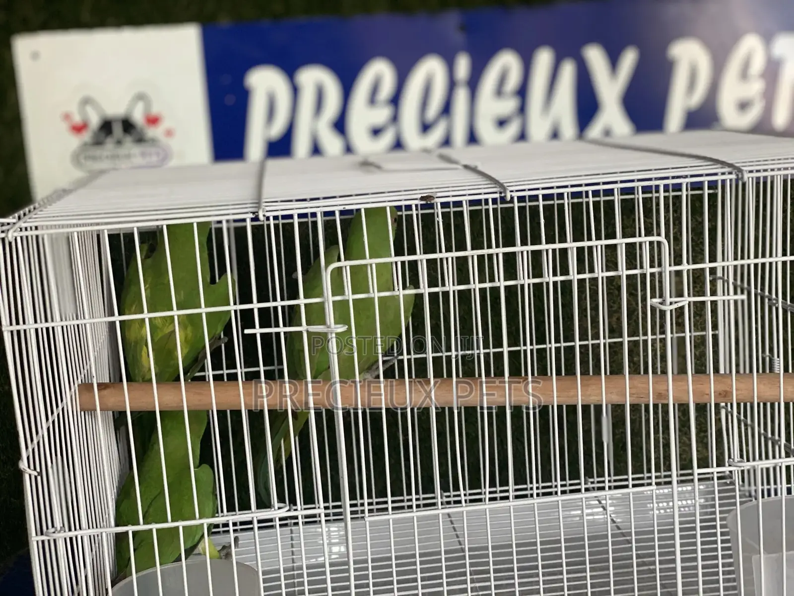 African Ringneck/Longtail Parrakeet