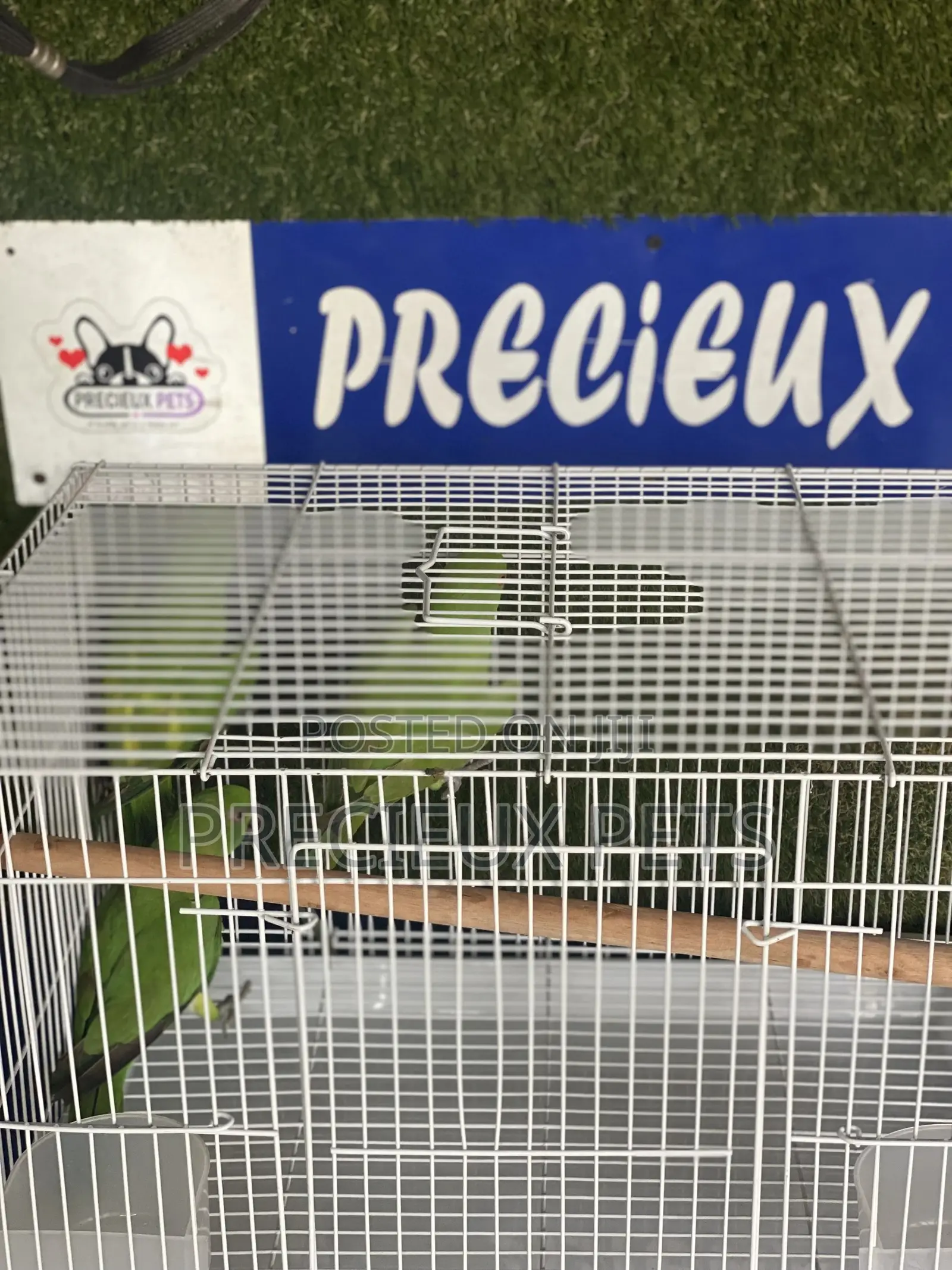 African Ringneck/Longtail Parrakeet