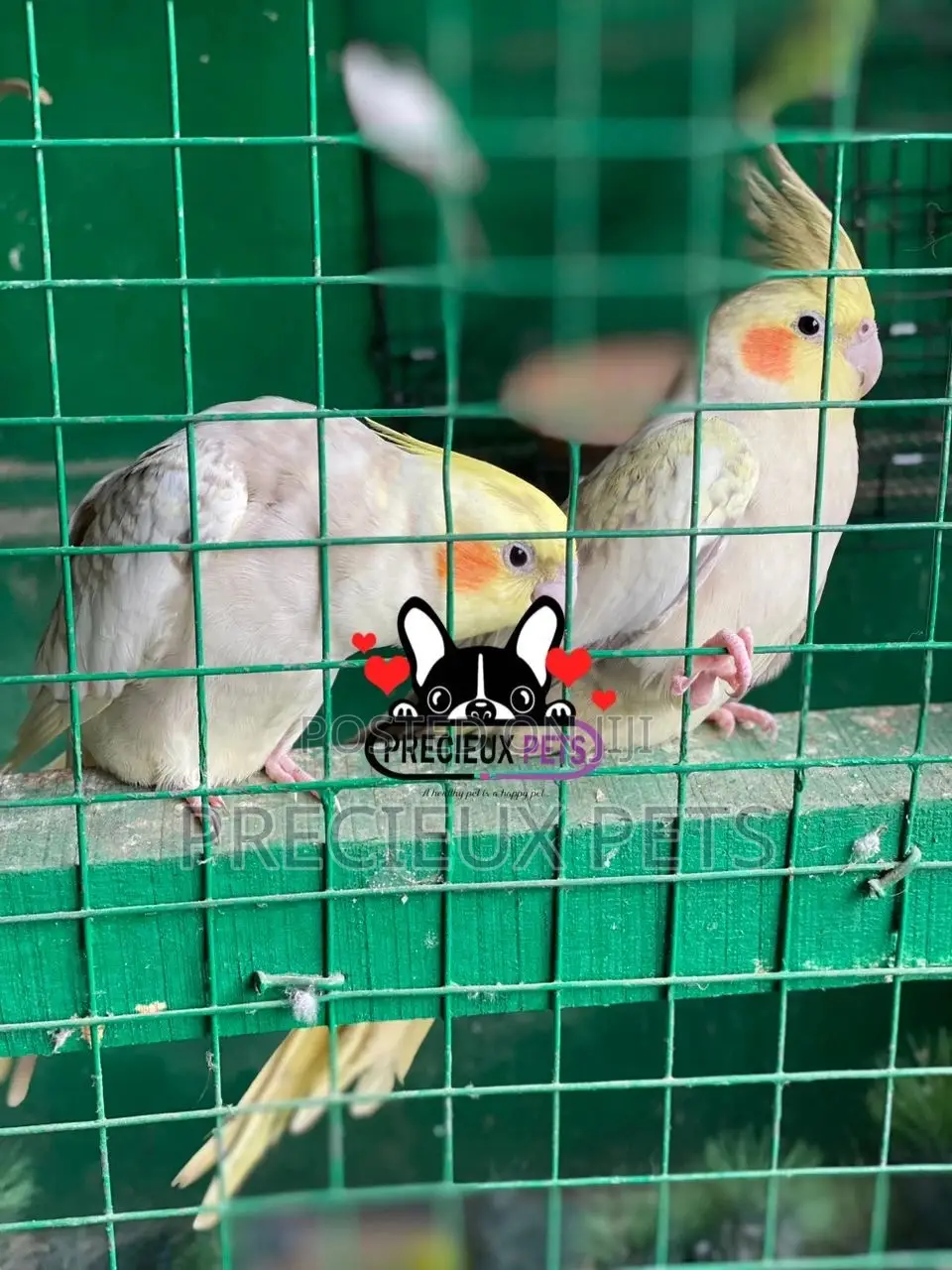 1 Pair of Cockatiel Parakeets