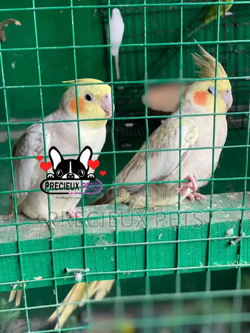 1 Pair of Cockatiel Parakeets
