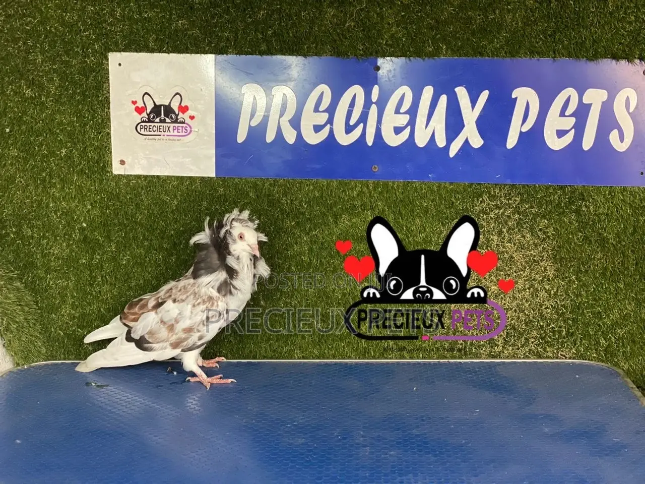 1 Pair of Jacobins Pigeons #0002