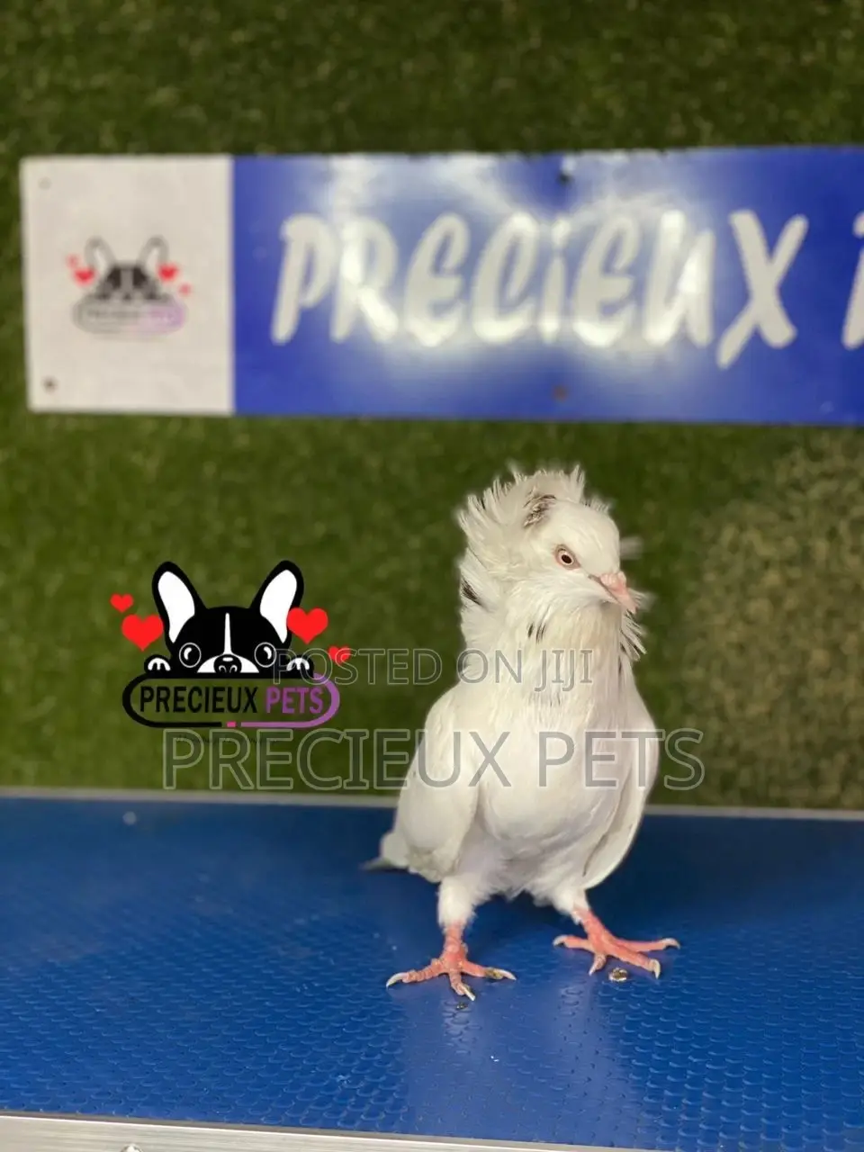 1 Pair of Jacobins Pigeons #0003