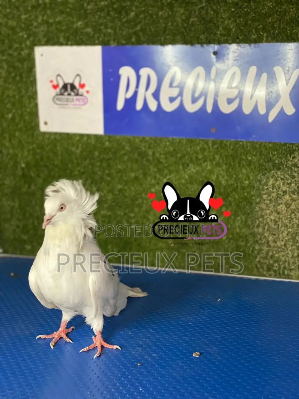 1 Pair of Jacobins Pigeons #0003