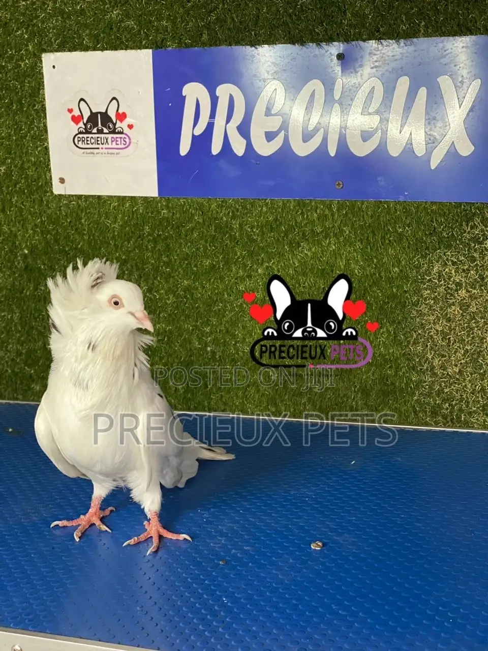 1 Pair of Jacobins Pigeons #0003