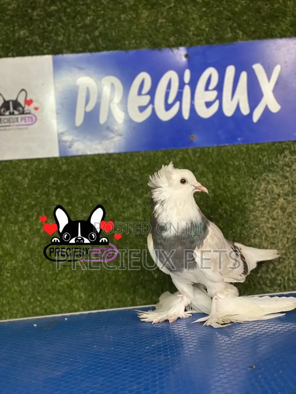 Gaint Hungarian House Pigeons