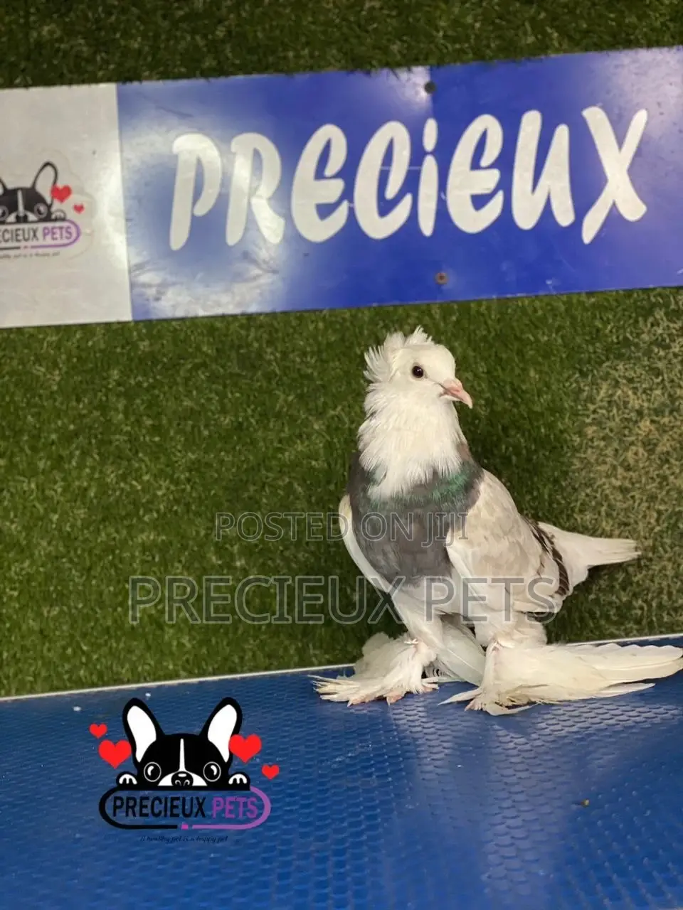 Gaint Hungarian House Pigeons
