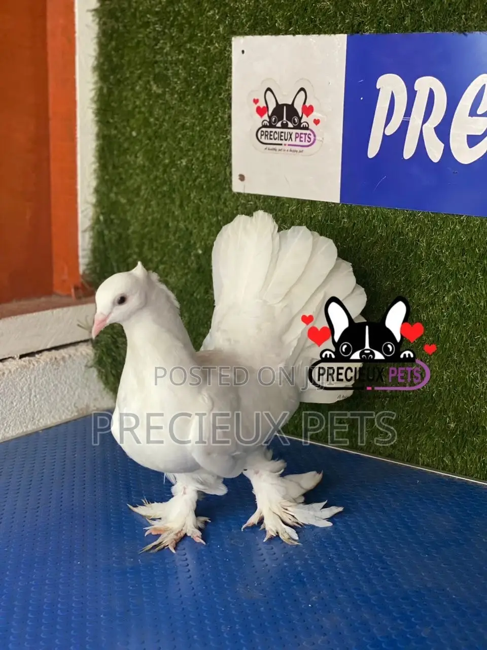 1 Pair of Indian Fantail Pigeons #0001