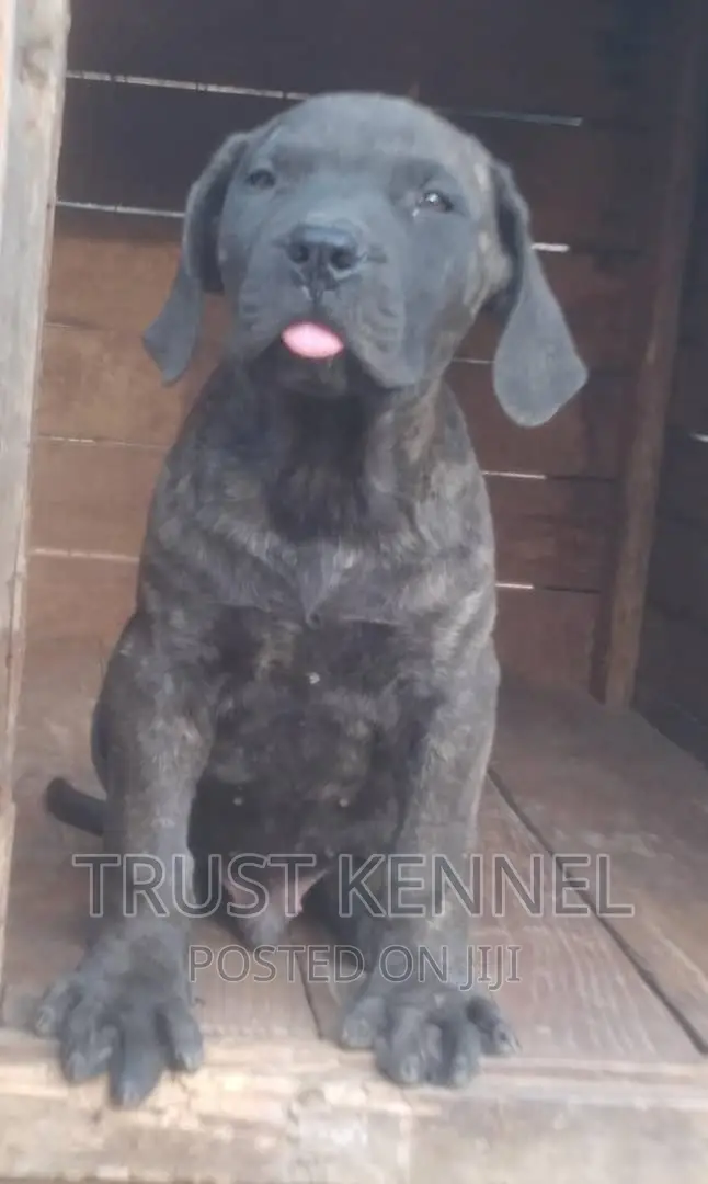 3-6 months Male Purebred Boerboel