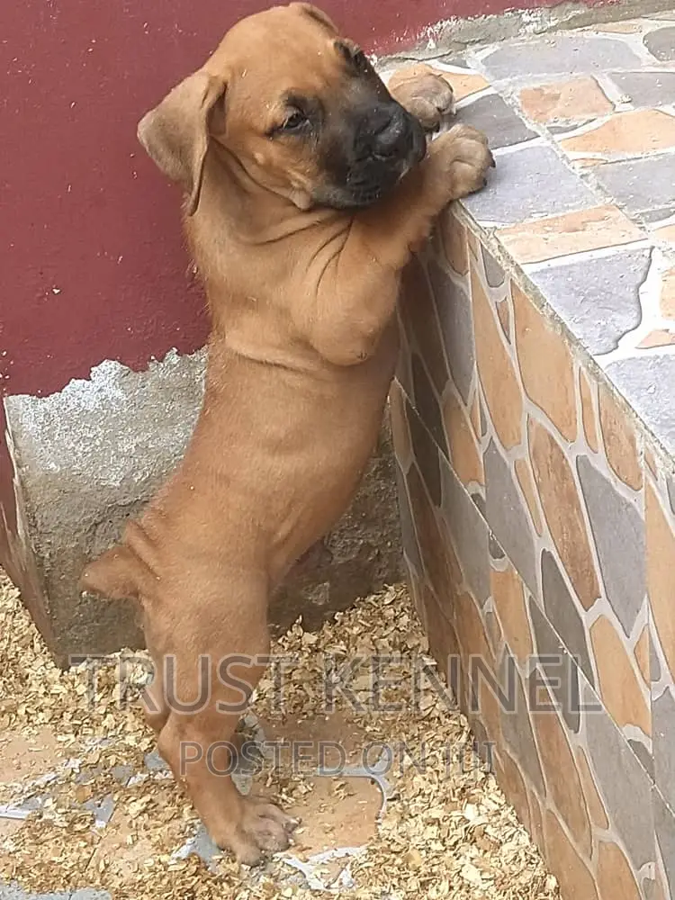 1-3 months Female Purebred Boerboel