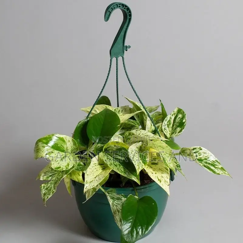 Ivy Plants for Sale Ghc70