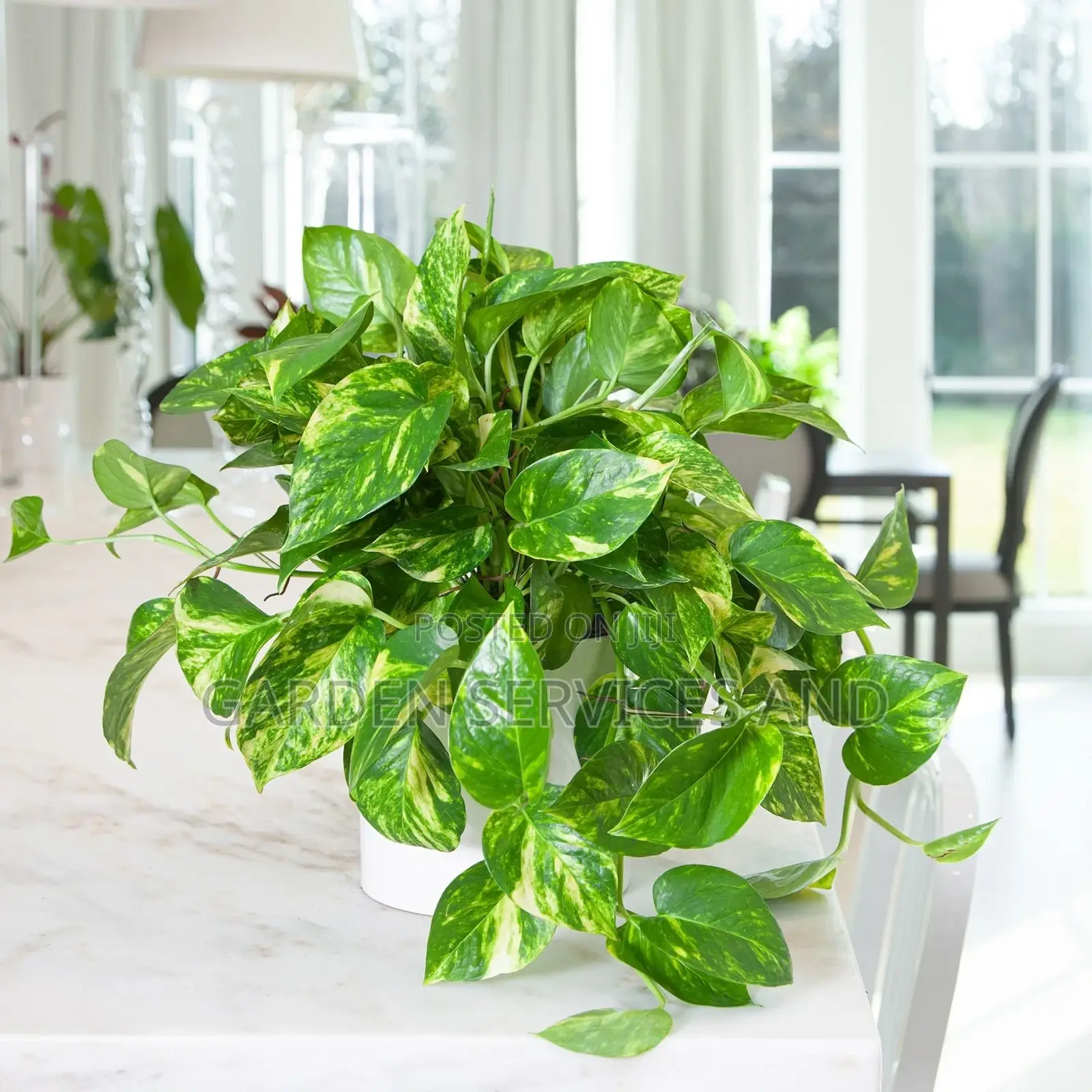 Ivy Plants for Sale Ghc70