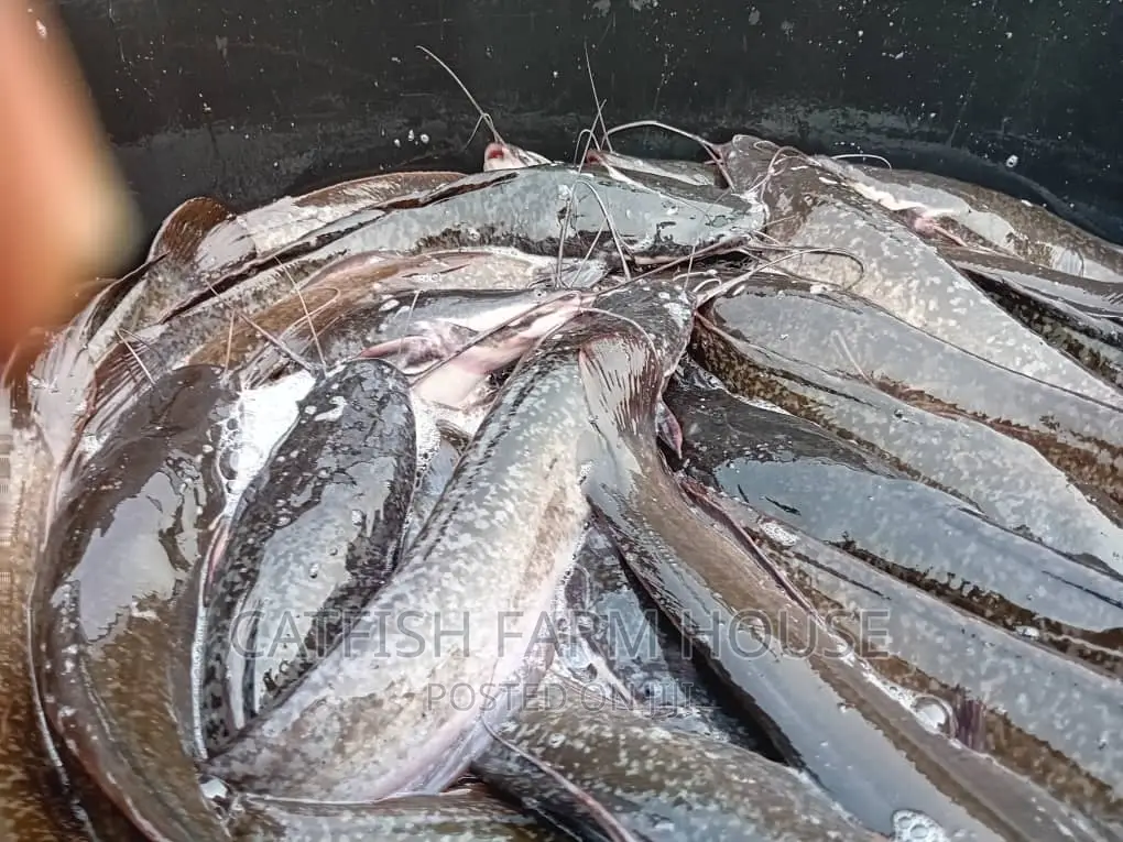 Catfish Growout Ready for the Market