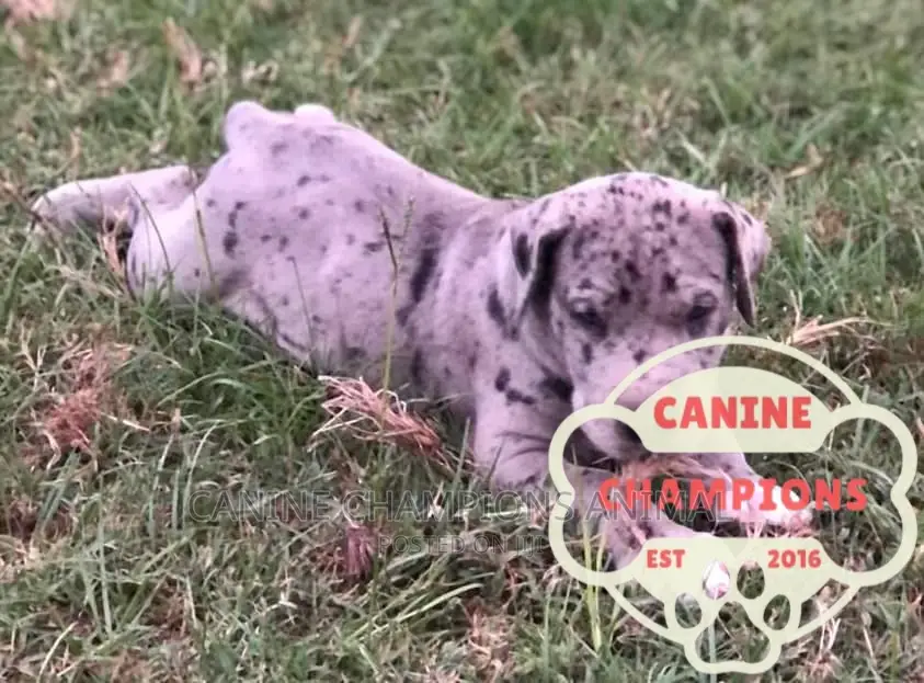 1-3 months Female Purebred Great Dane