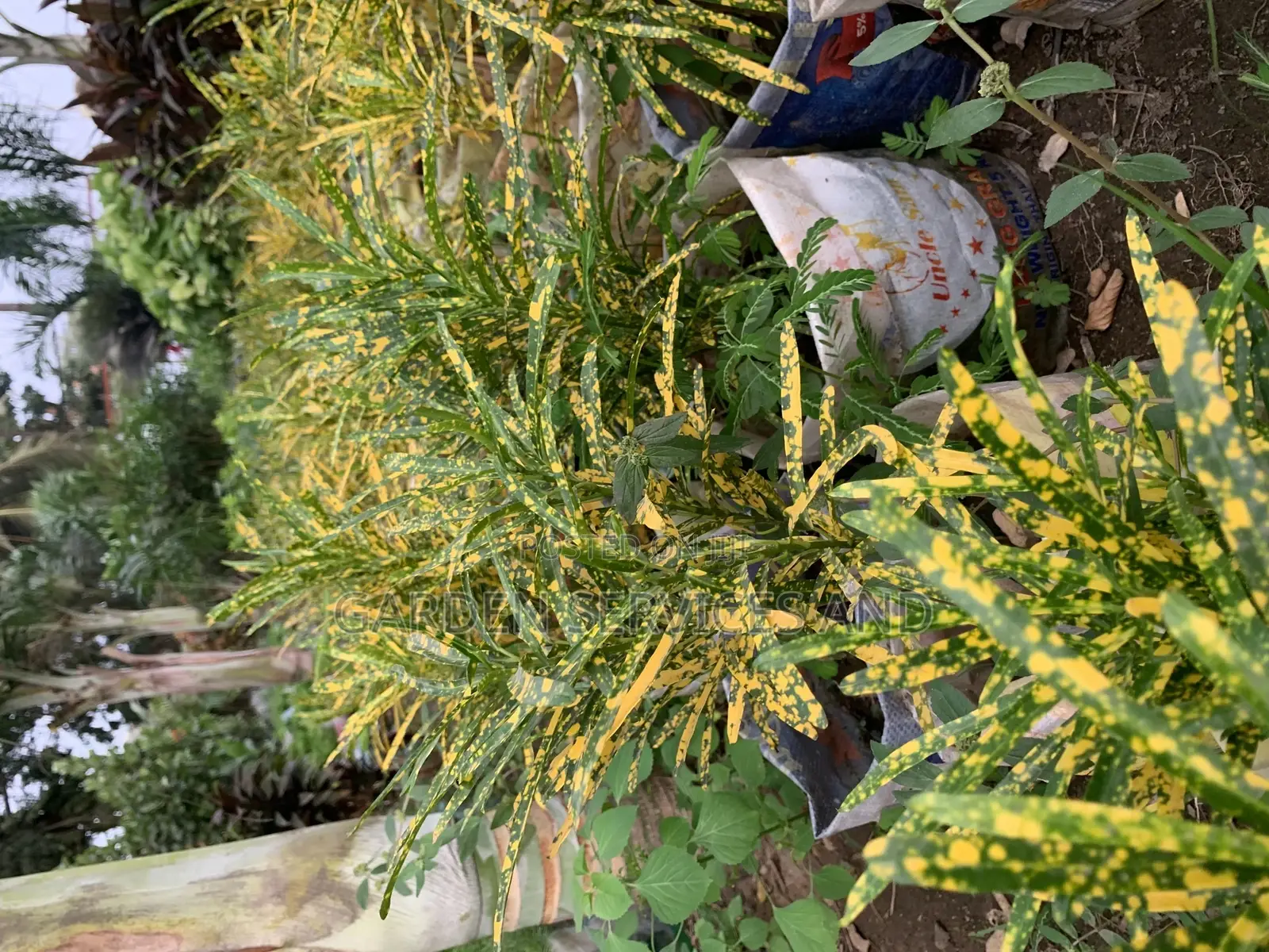 Plant for Sale