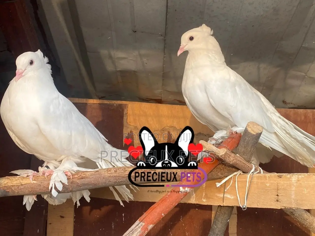 A Pair Domesticated Indian Fantial