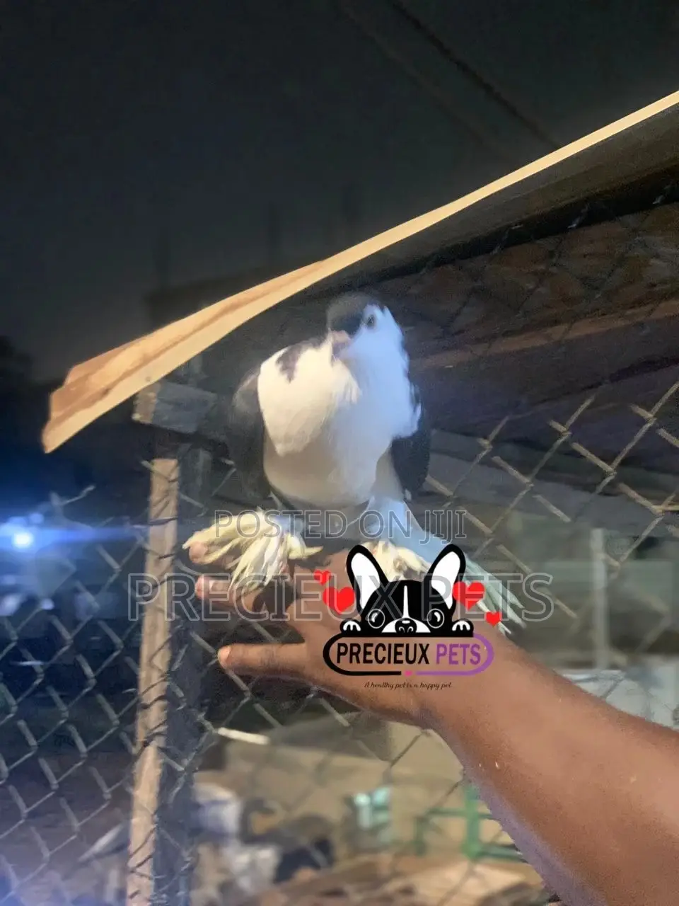I Pair of Lahore Pigeons 00002